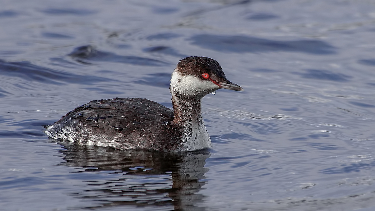 Horned Grebe