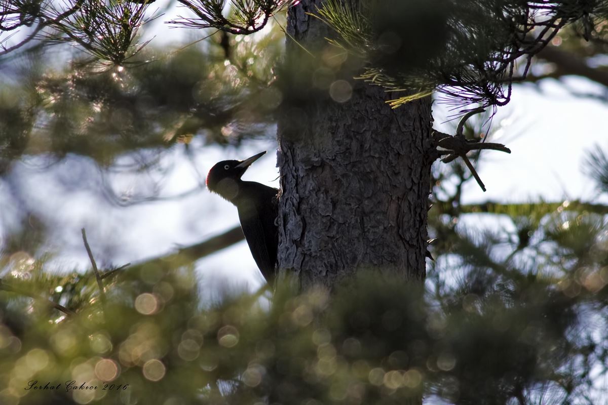 Black Woodpecker