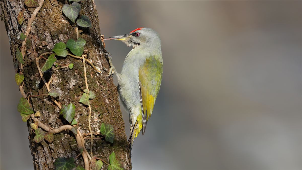 Grey-headed Woodpecker
