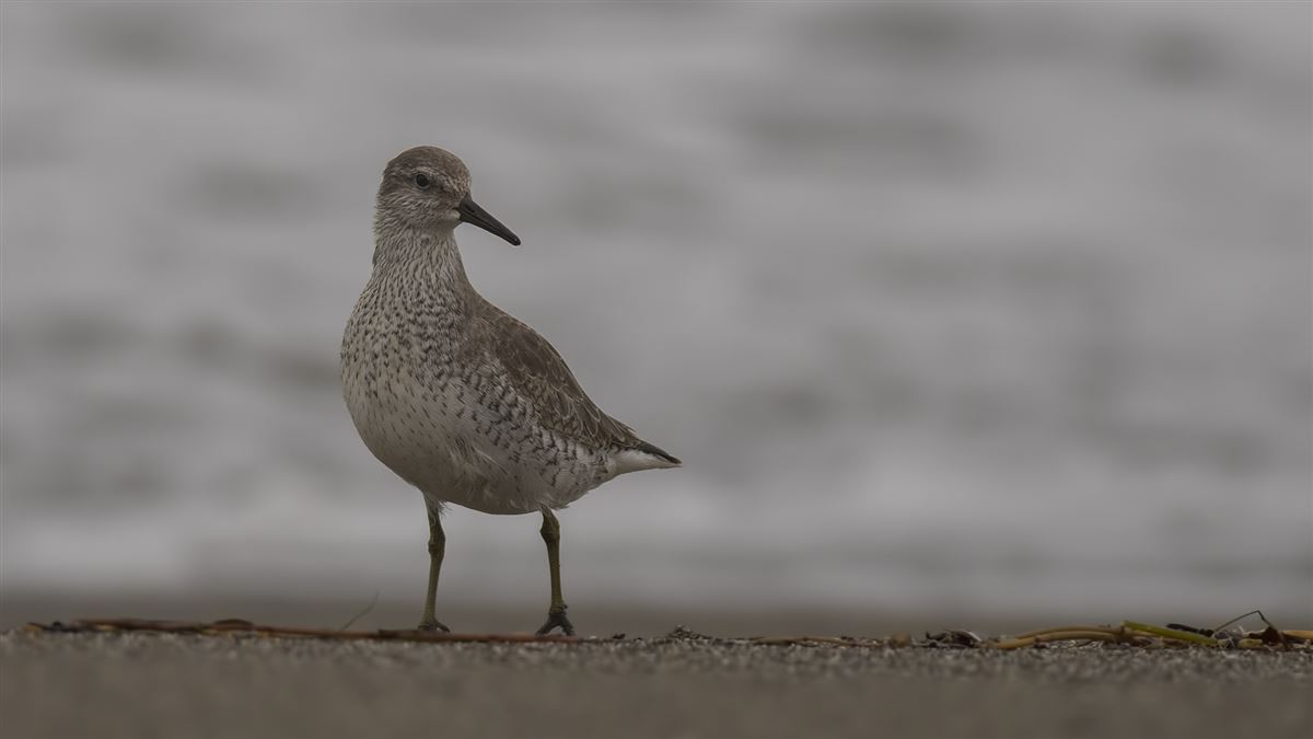 Red Knot
