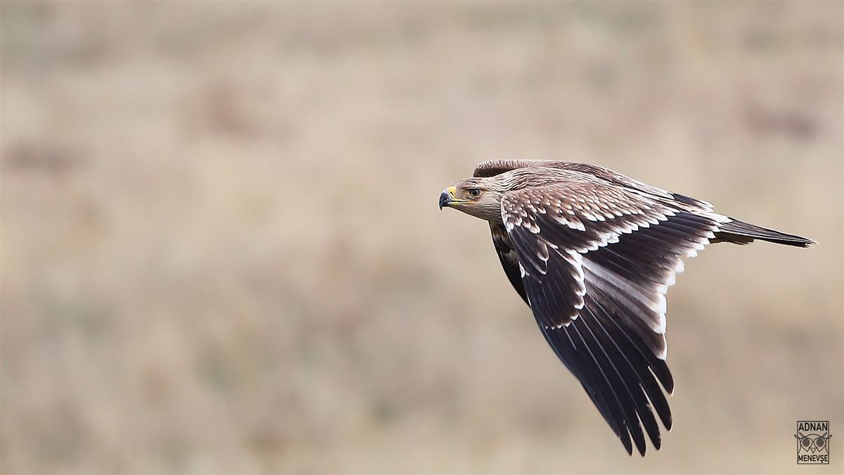 Eastern Imperial Eagle