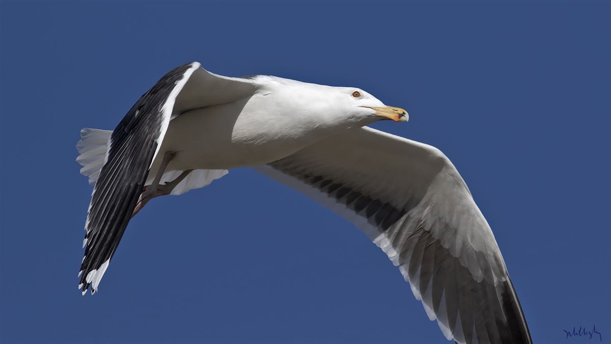 Great Black-backed Gull