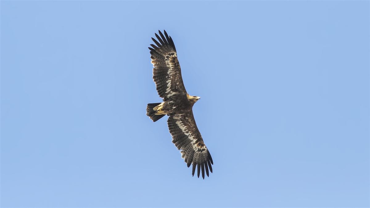 Steppe Eagle