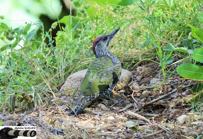 European Green Woodpecker