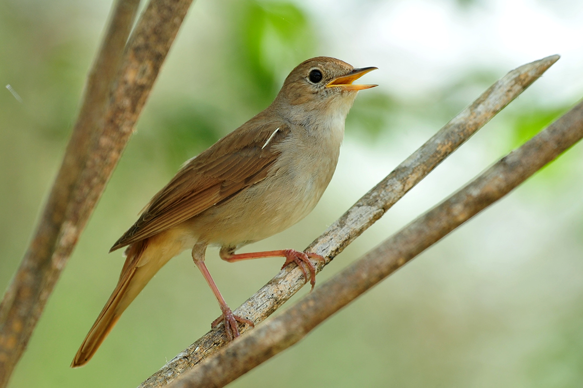 Common Nightingale