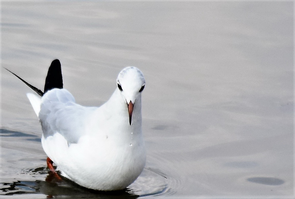 Black-headed Gull