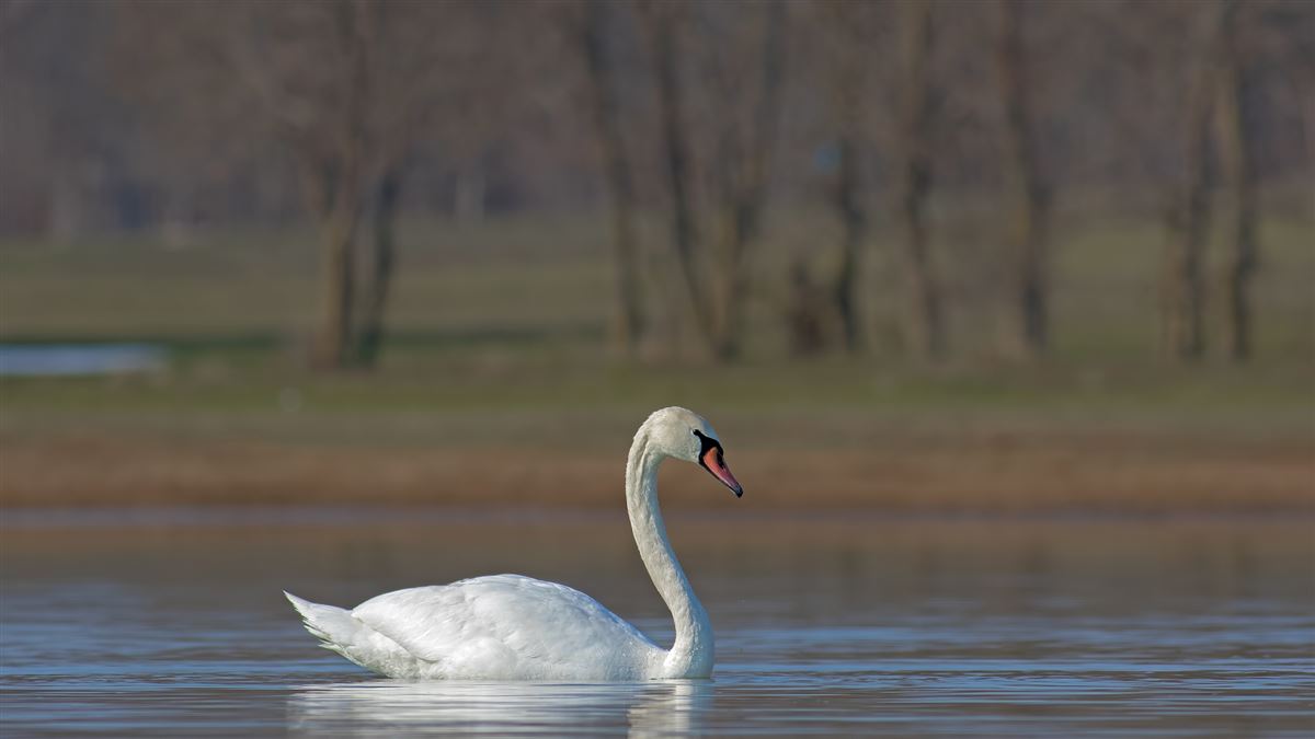 Mute Swan