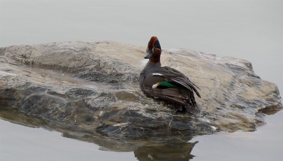Eurasian Teal