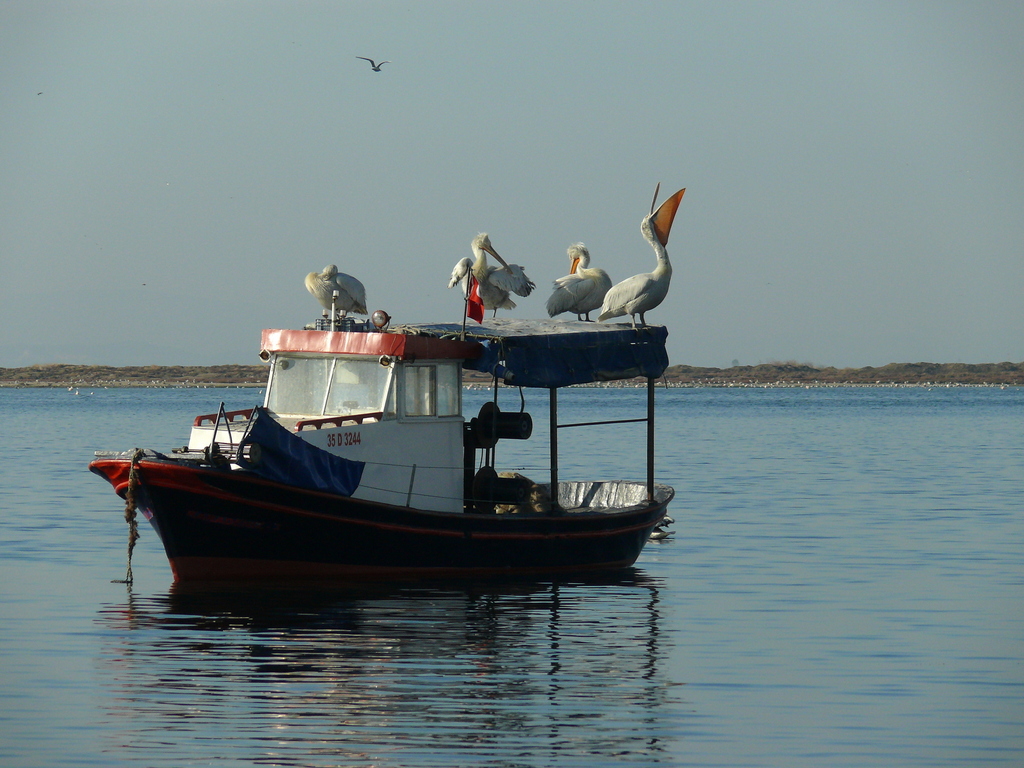 Dalmatian Pelican