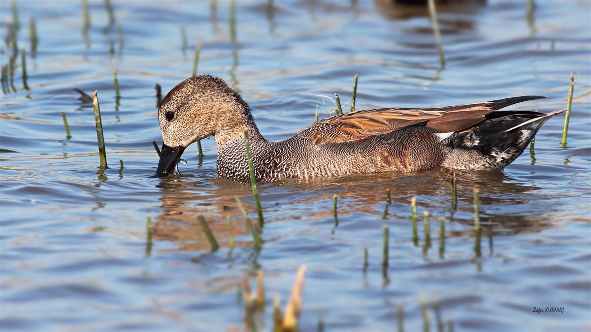 Gadwall
