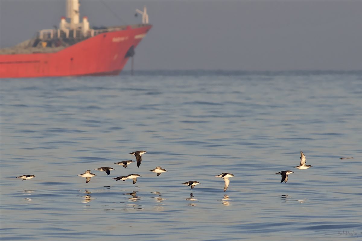 Yelkouan Shearwater