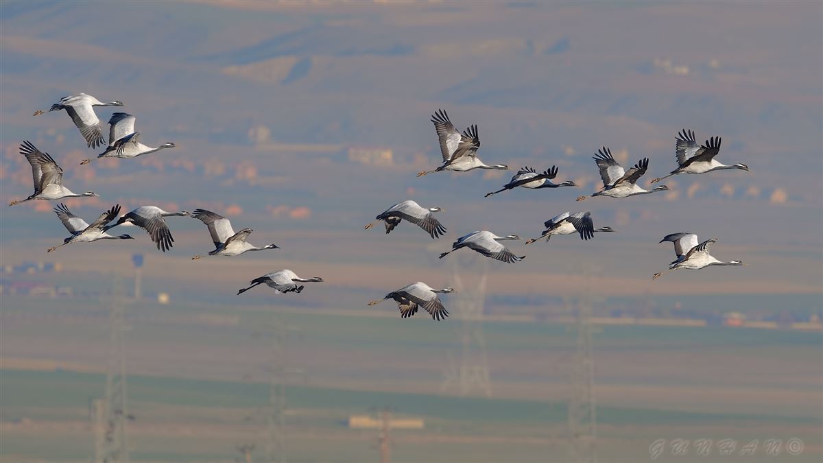 Demoiselle Crane
