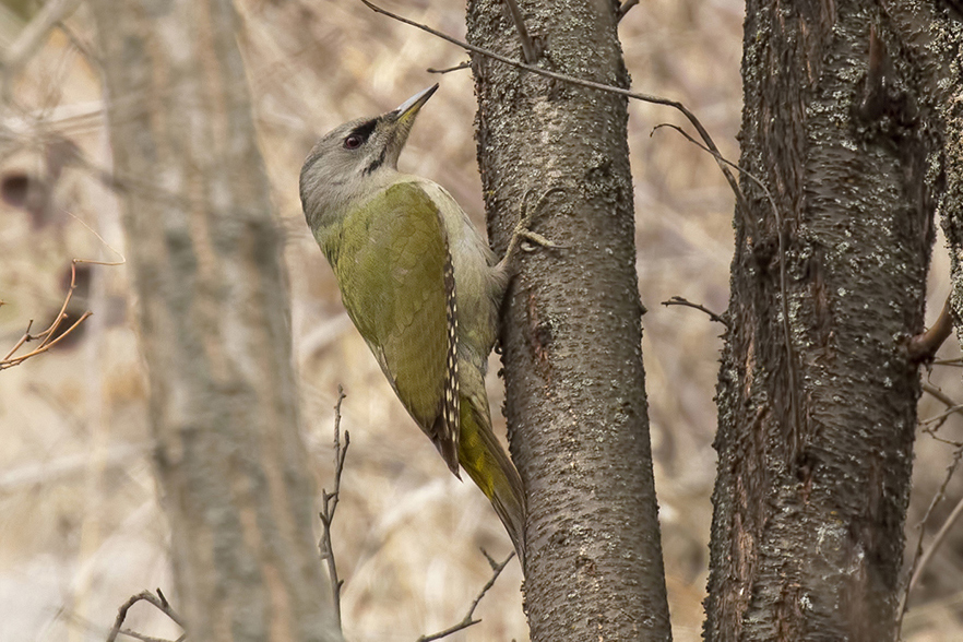 Grey-headed Woodpecker