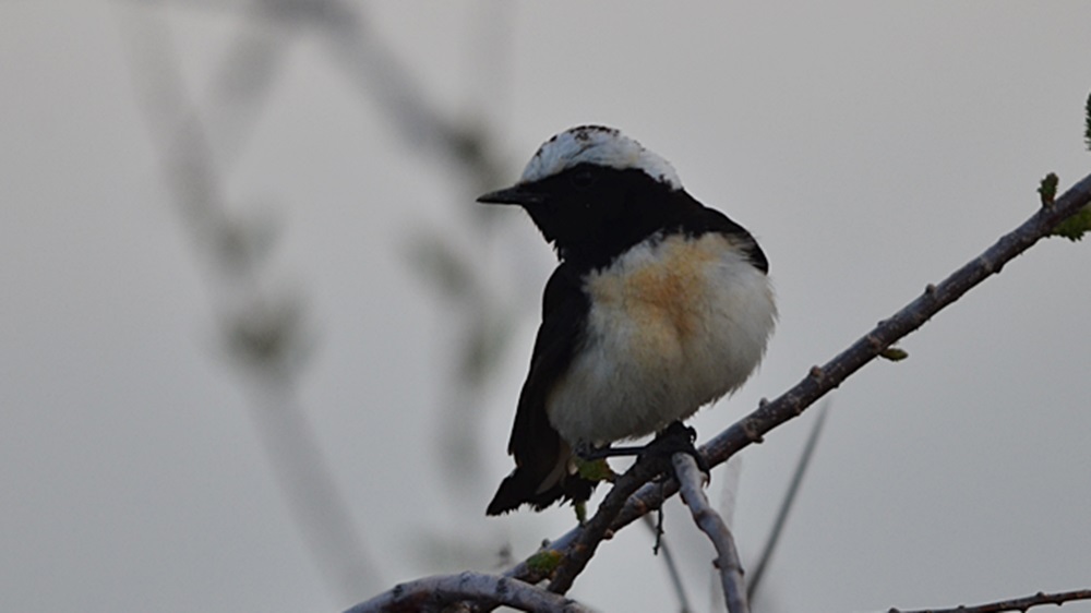 Cyprus Wheatear