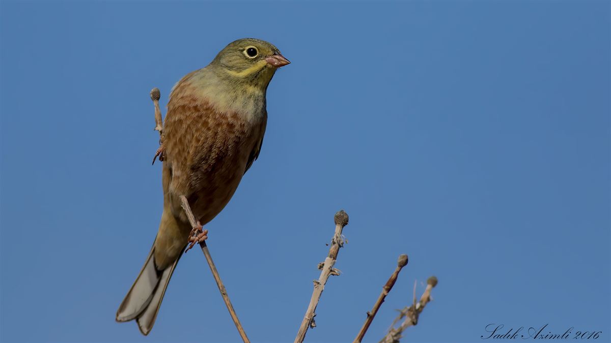 Ortolan Bunting