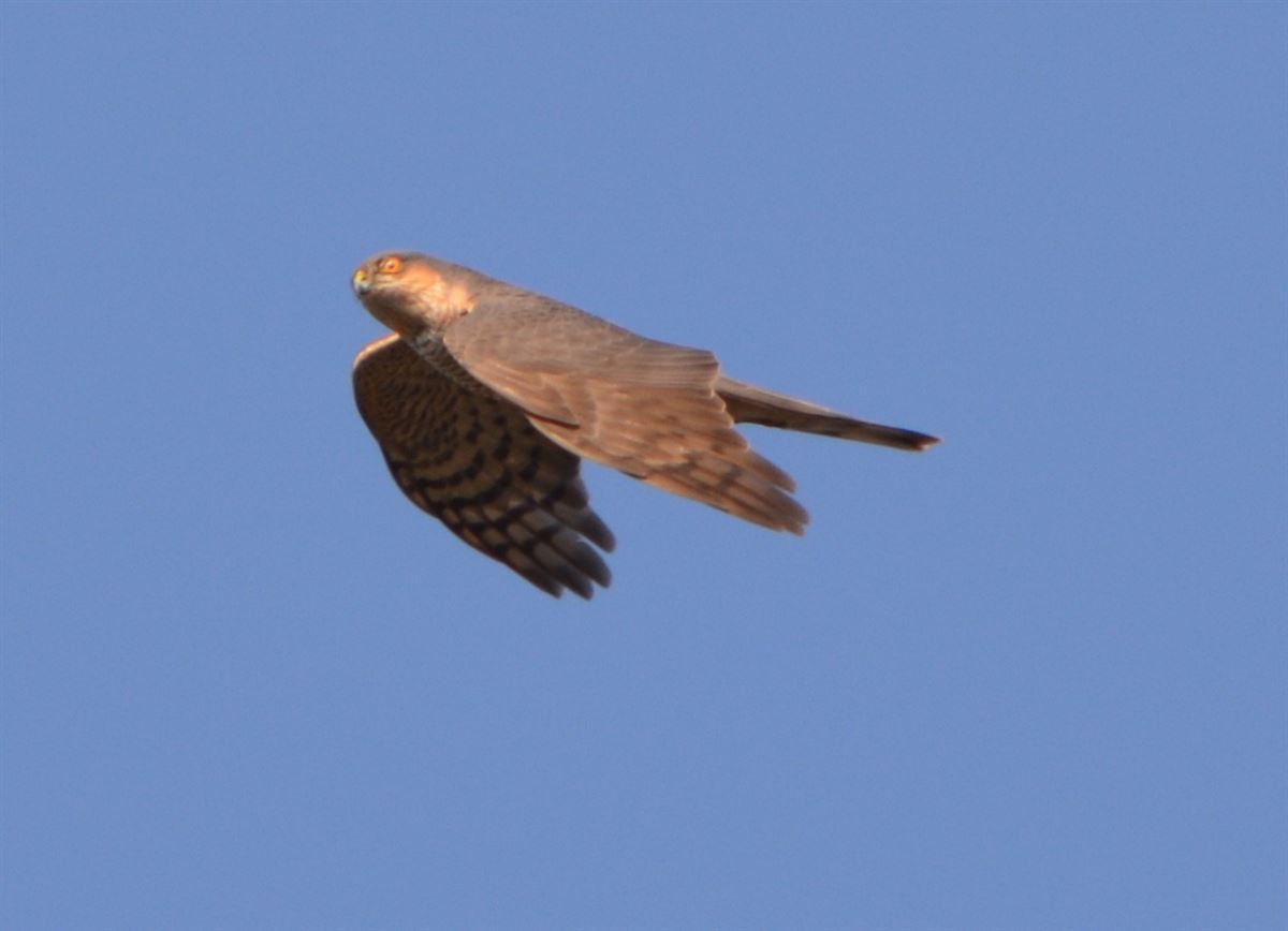 Atmaca