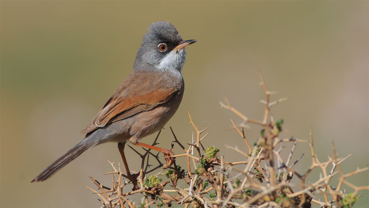 Spectacled Warbler