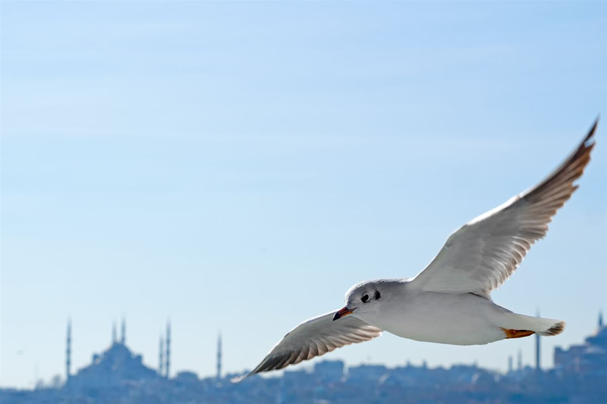 Karabaş Martı