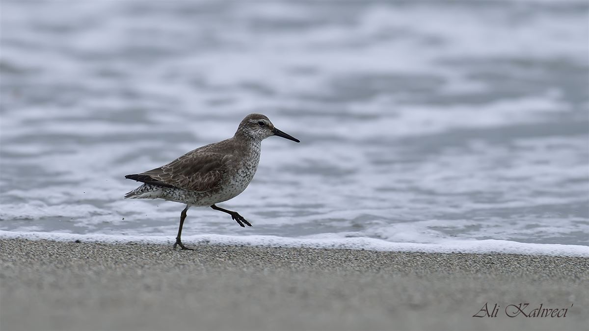 Red Knot