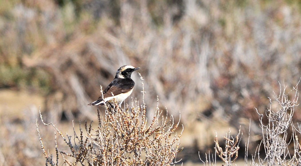 Cyprus Wheatear