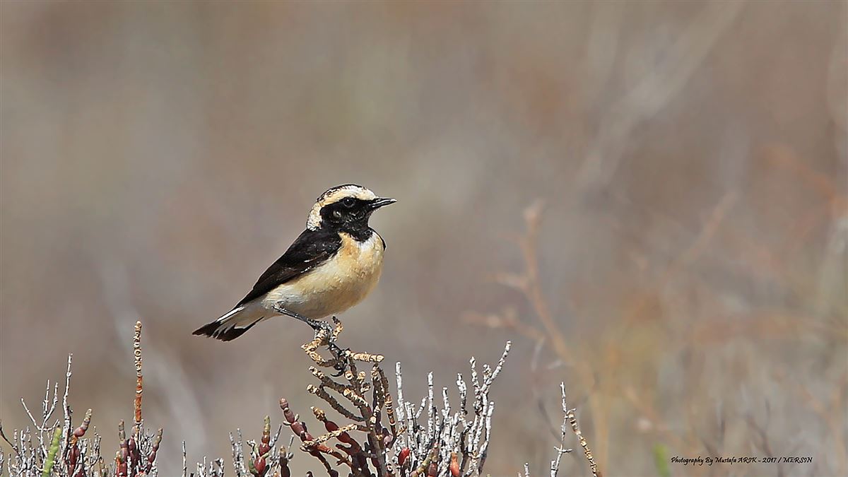 Cyprus Wheatear
