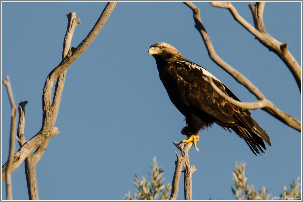Eastern Imperial Eagle