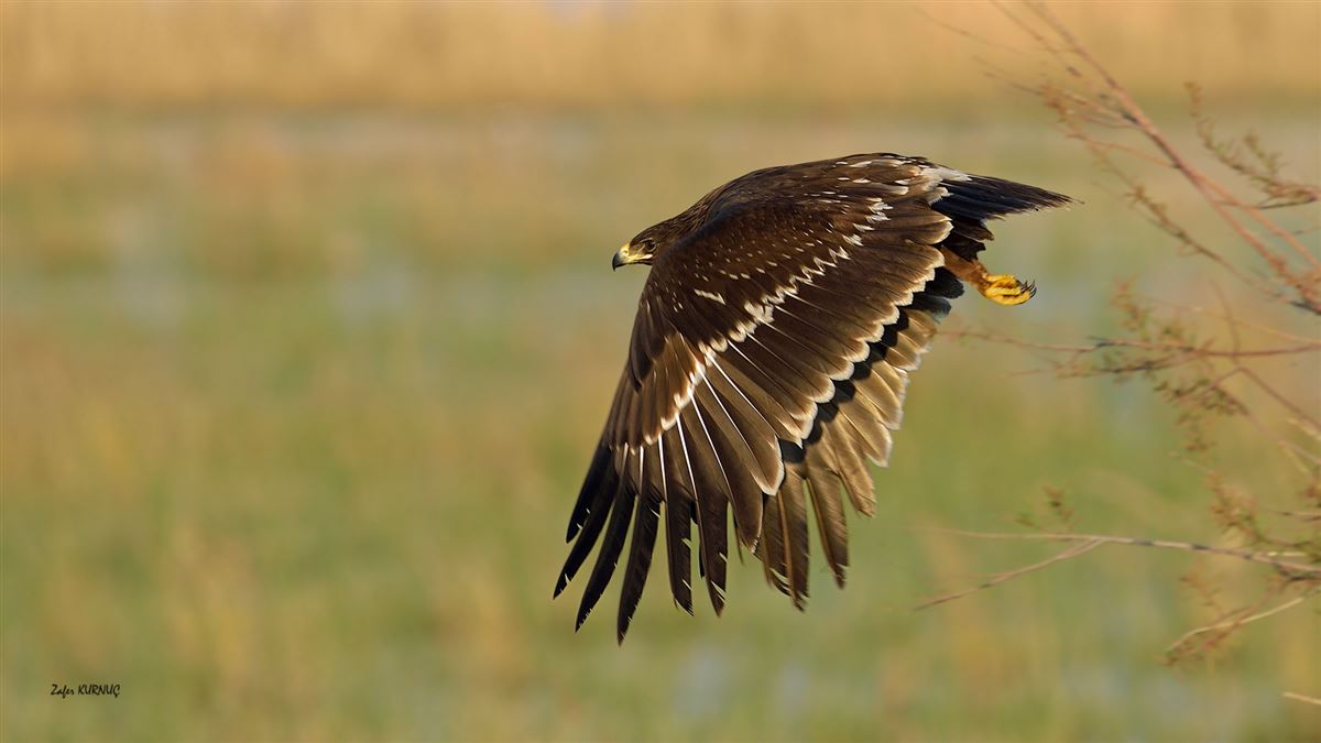 Greater Spotted Eagle