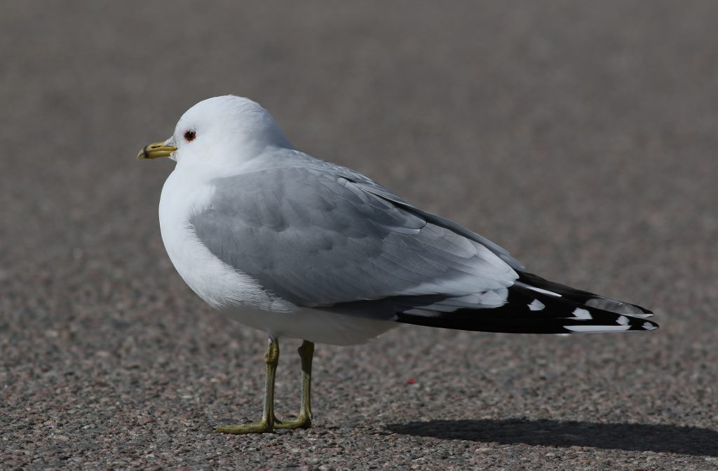 Common Gull
