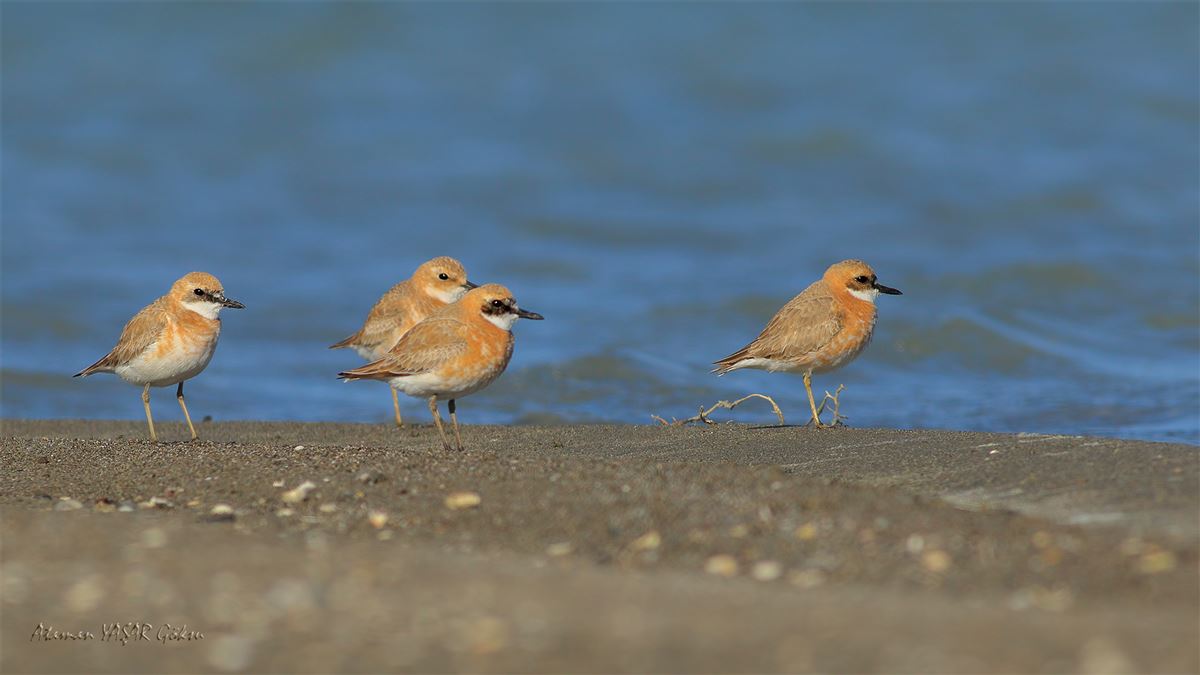 Greater Sand Plover