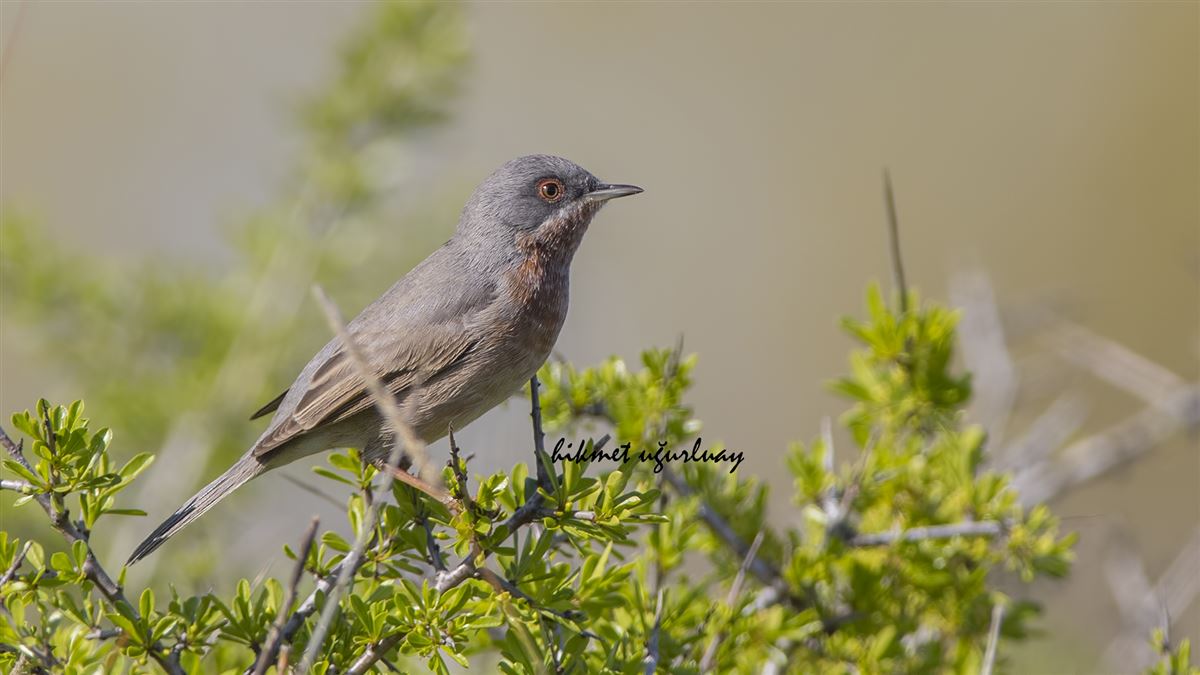 Subalpine Warbler