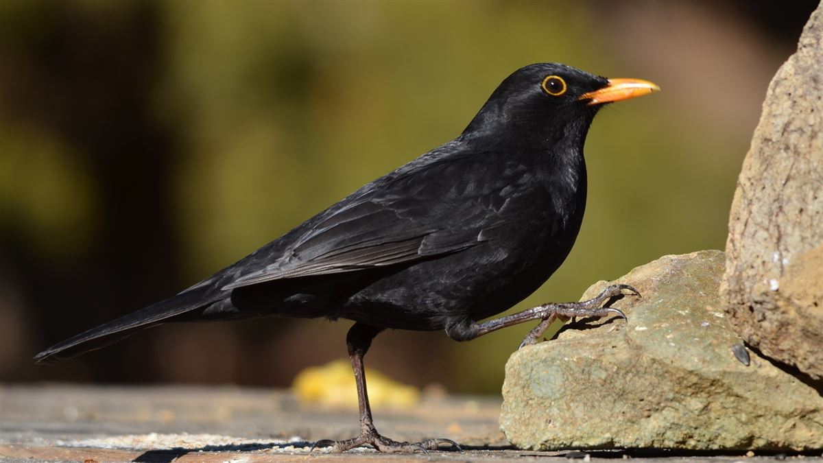 Common Blackbird