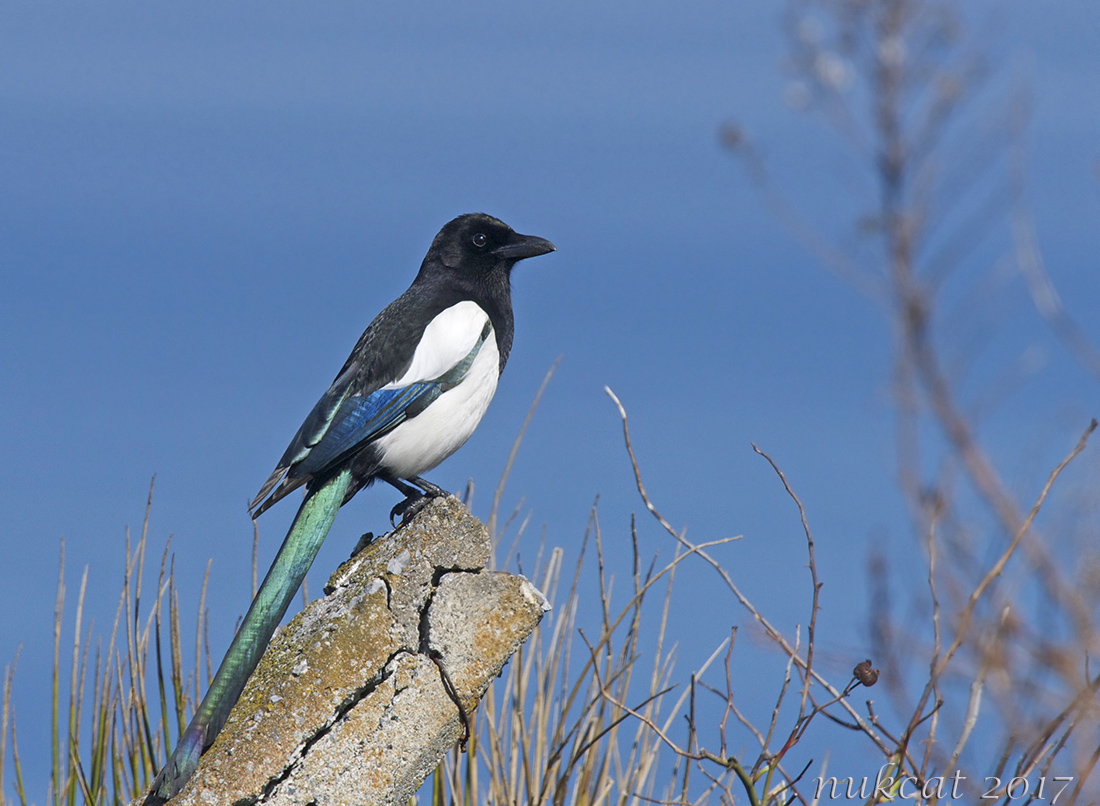 Eurasian Magpie