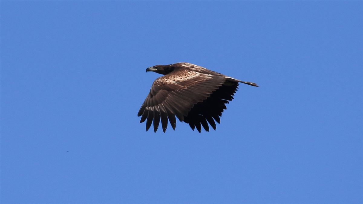 White-tailed Eagle