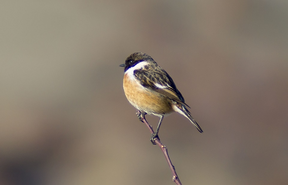 European Stonechat