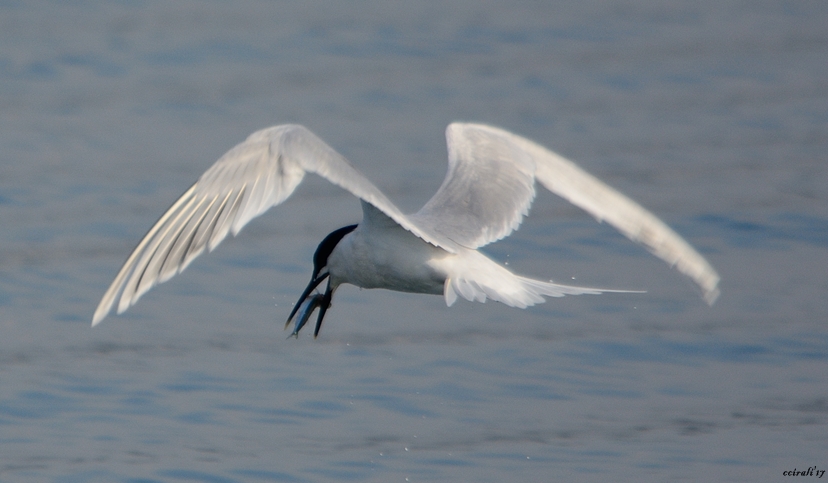 Sandwich Tern
