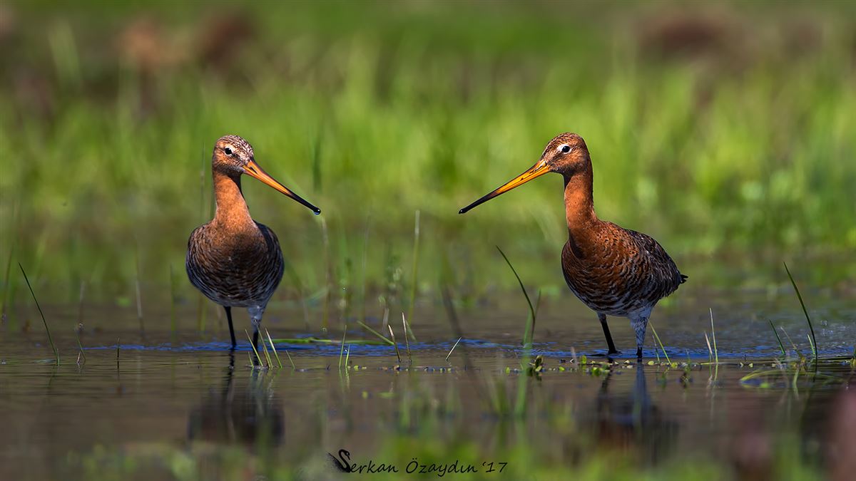 Black-tailed Godwit