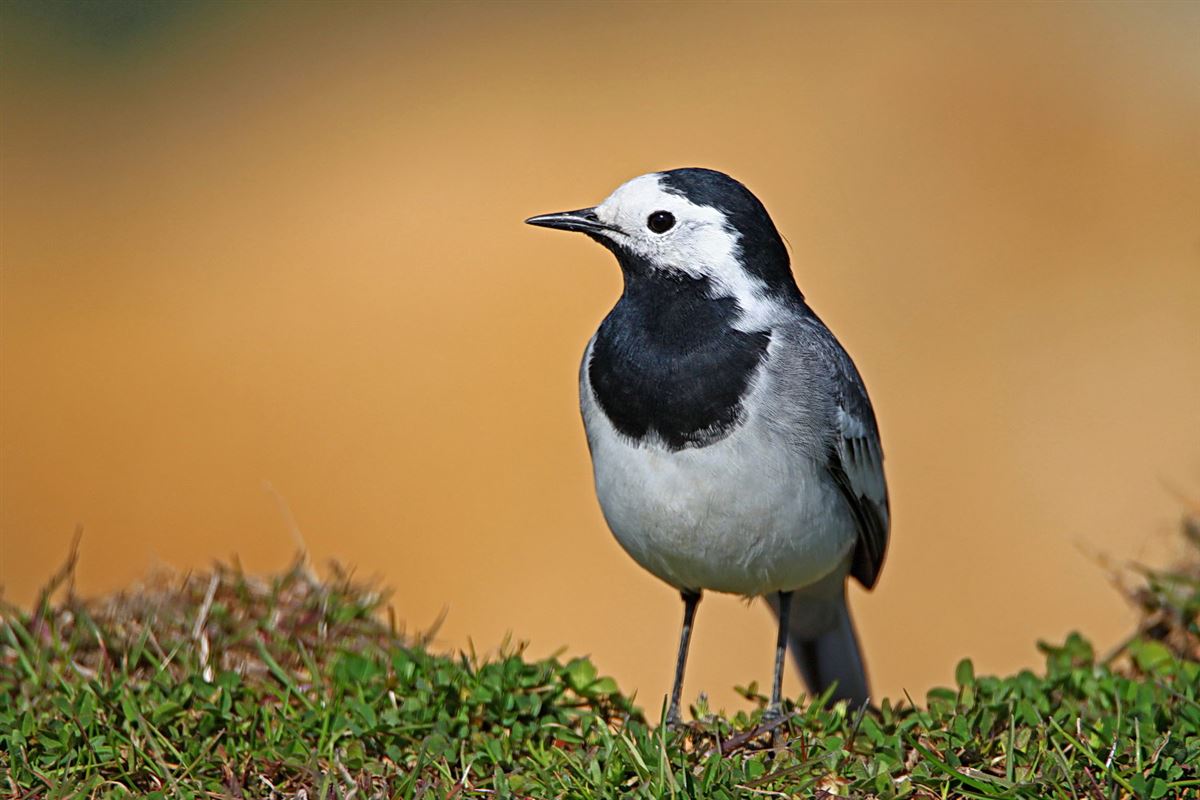 White Wagtail