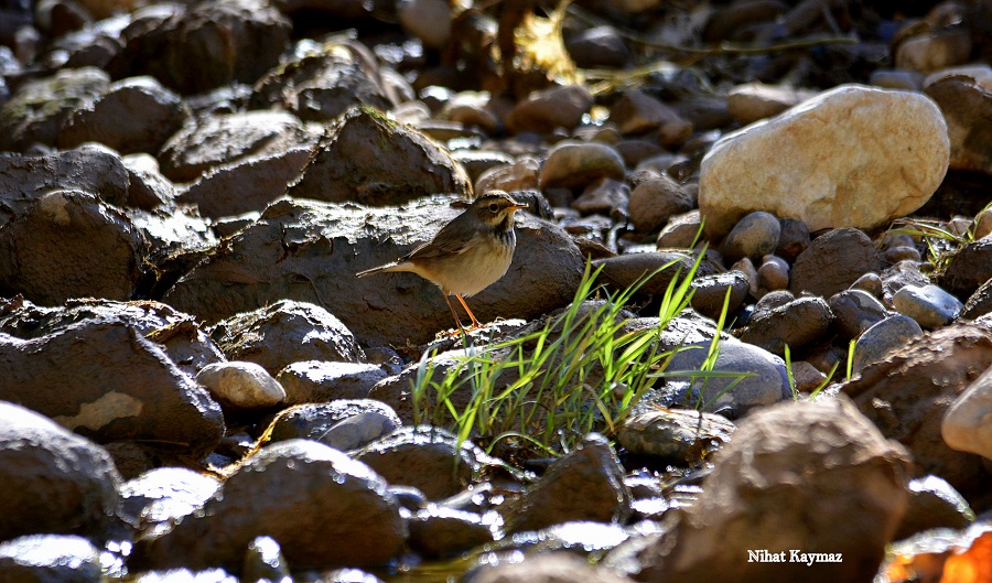 Bluethroat
