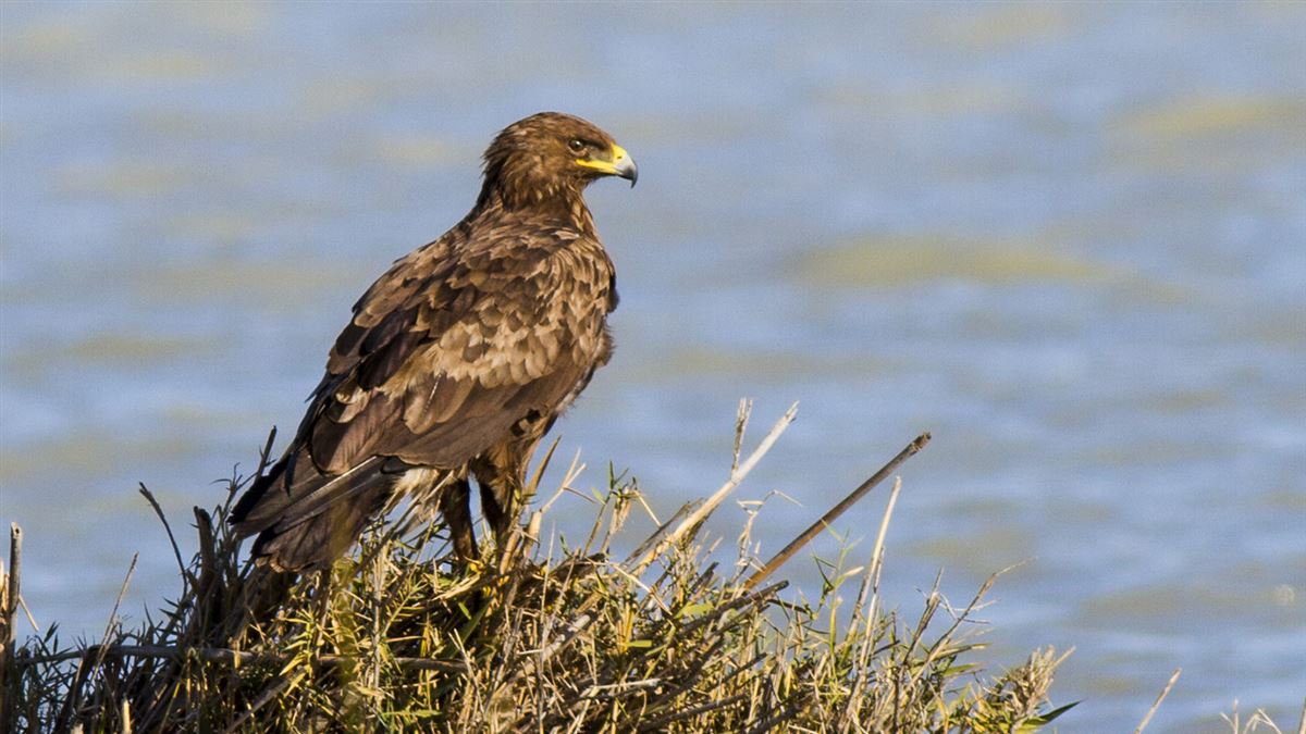 Greater Spotted Eagle
