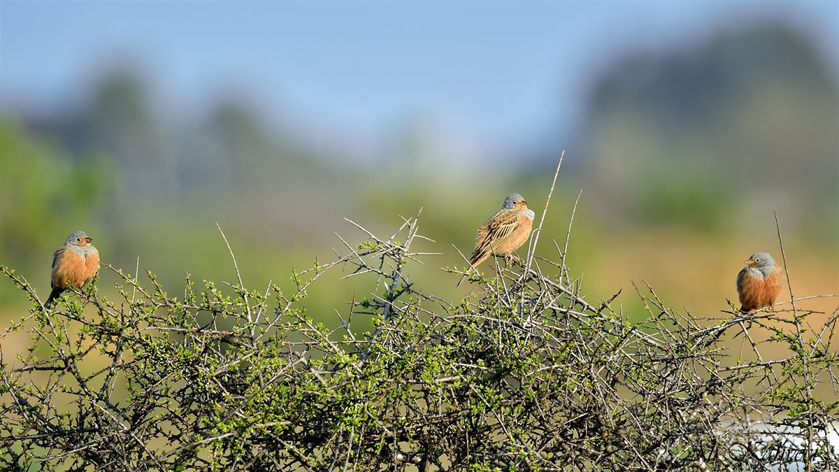 Cretzschmar`s Bunting