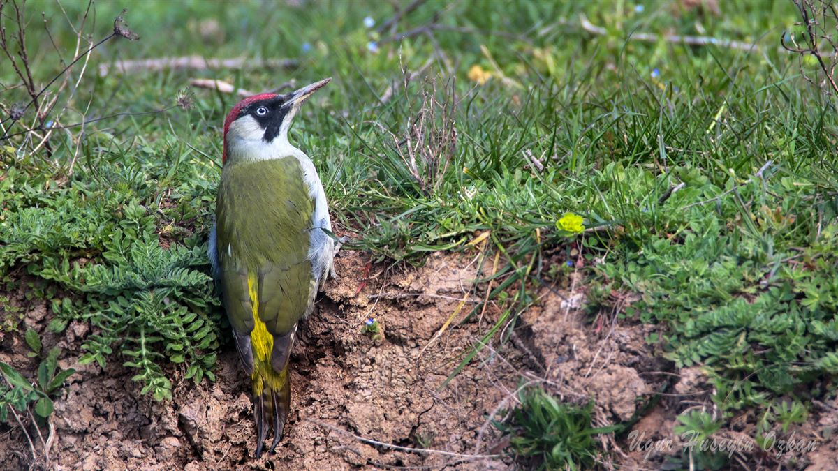 European Green Woodpecker