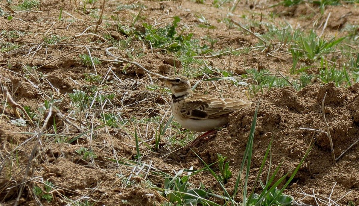 Bimaculated Lark