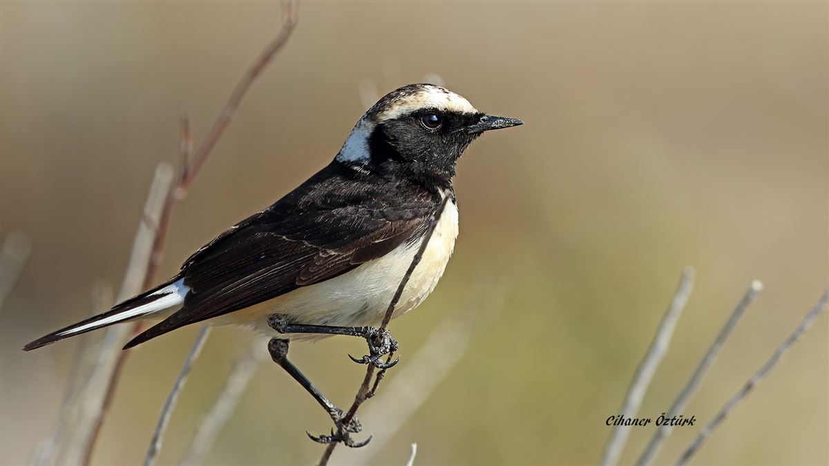 Cyprus Wheatear