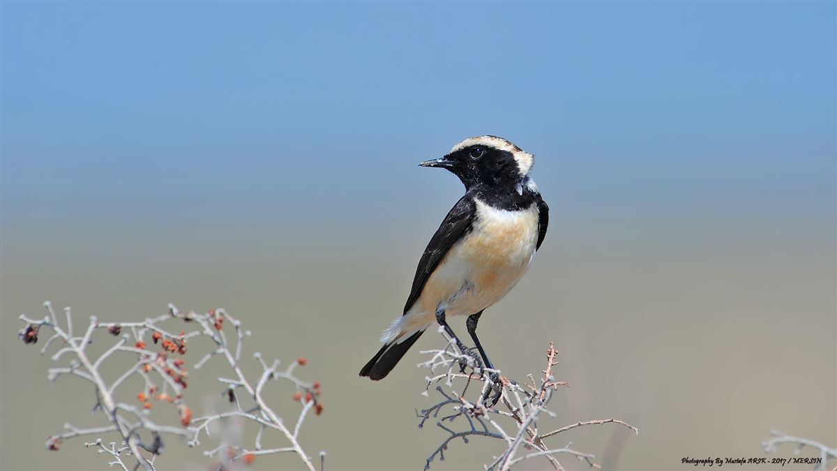 Cyprus Wheatear