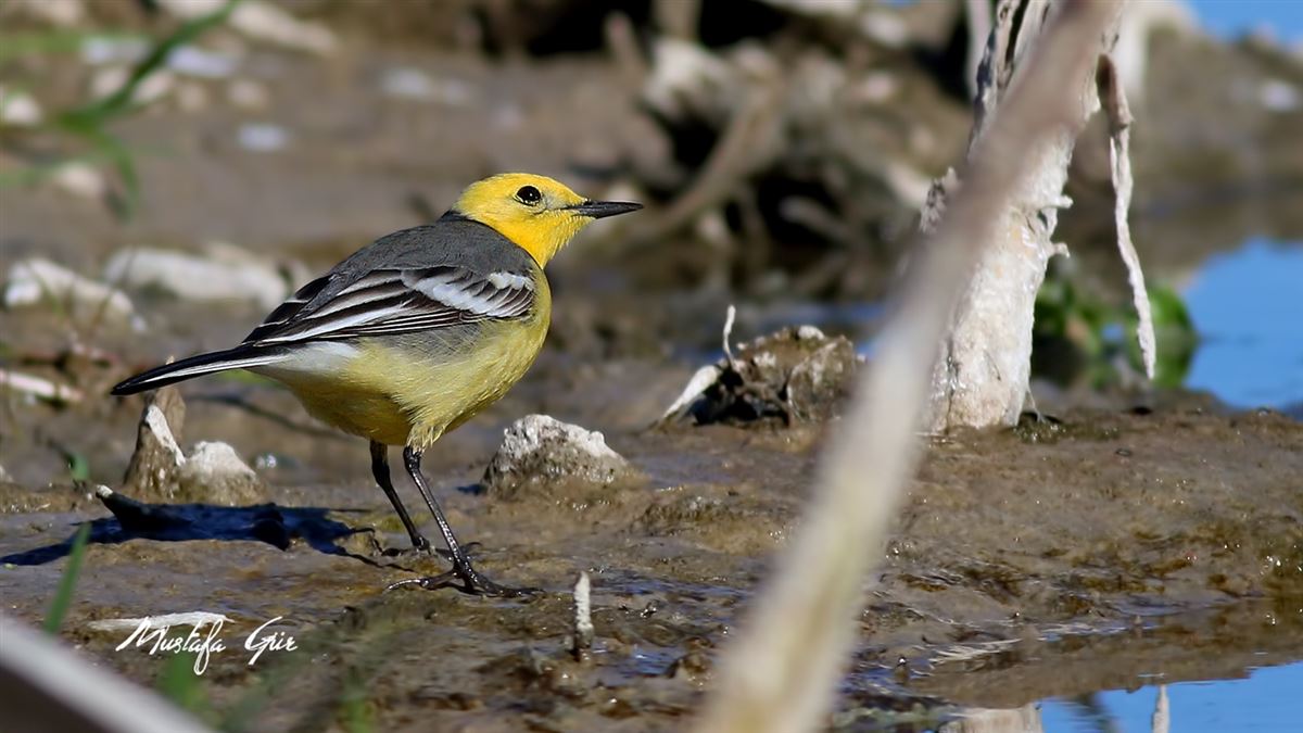 Citrine Wagtail