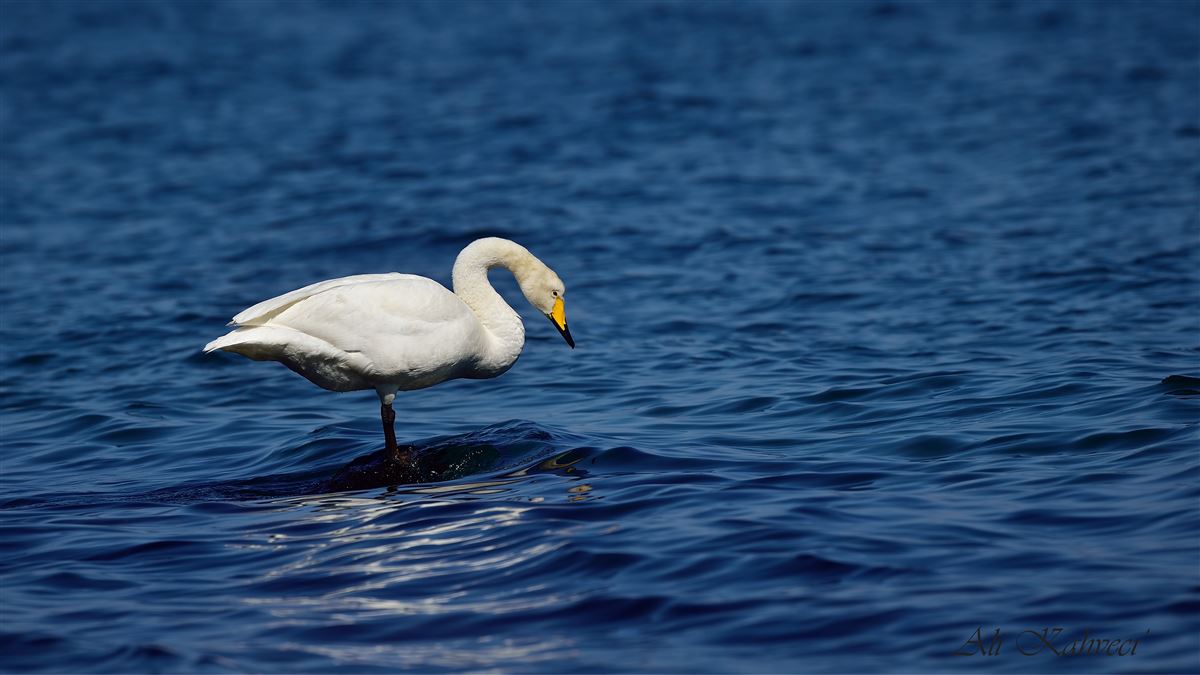 Whooper Swan