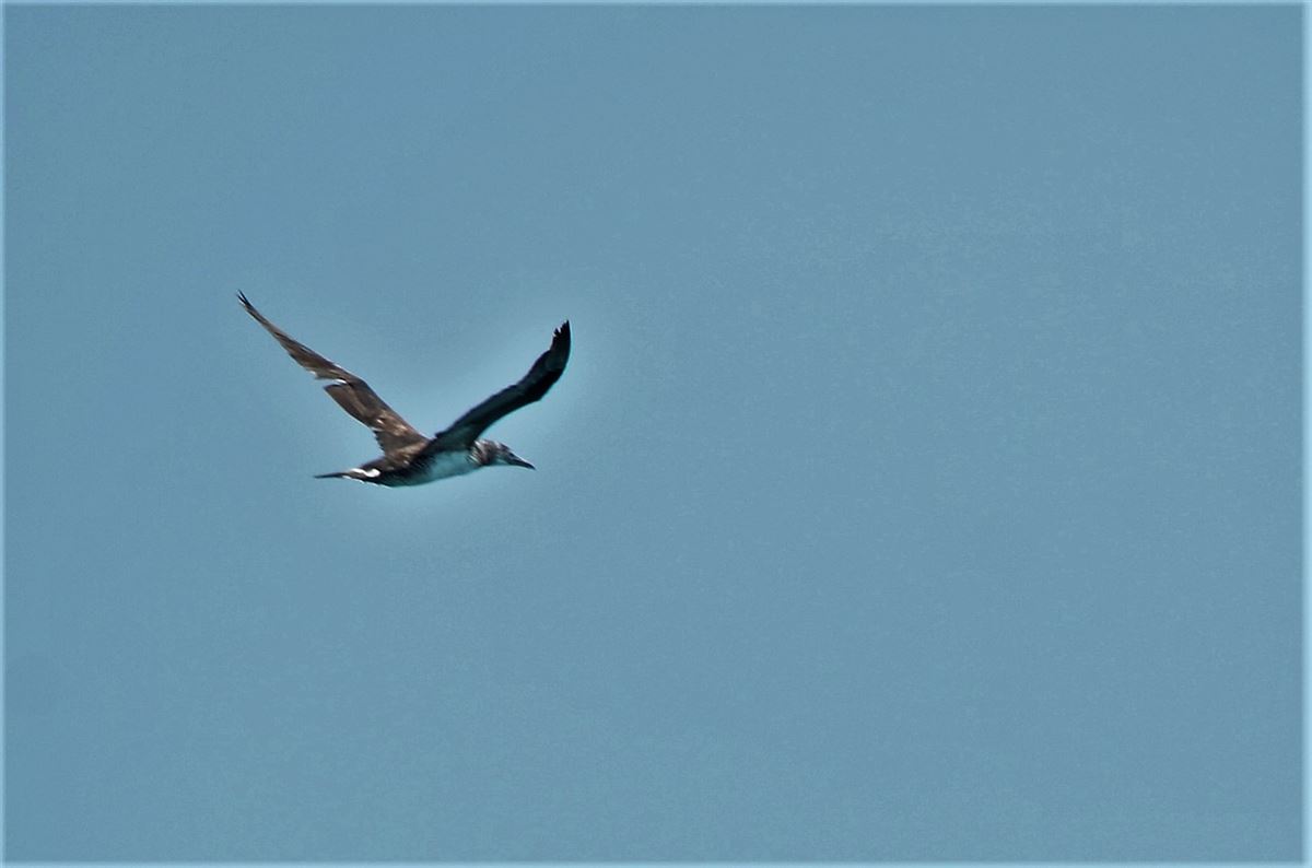Northern Gannet