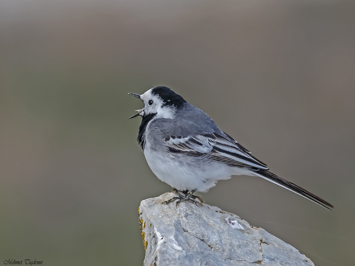 White Wagtail