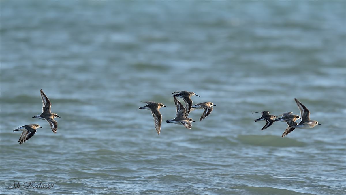 Greater Sand Plover