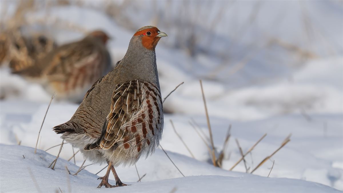 Grey Partridge
